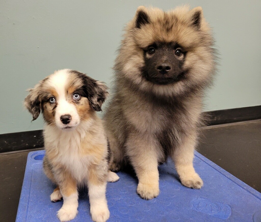 How To Have A Successful Puppy Play Date Wags Wiggles