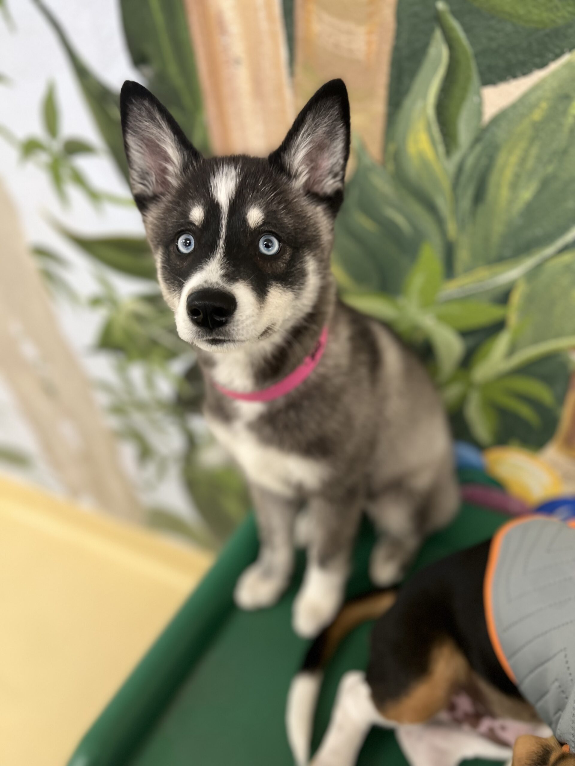 Siberian Husky and Alaskan Klee Kai  Alaskan klee kai, Alaskan klee kai  puppy, Alaskan husky