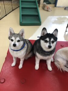 The Alaskan Klee Kai's, Dakota and Stryker!