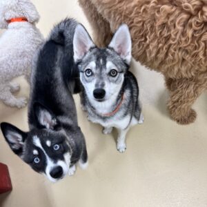 Alaskan Klee Kai - Training Course on Alaskan Klee Kai