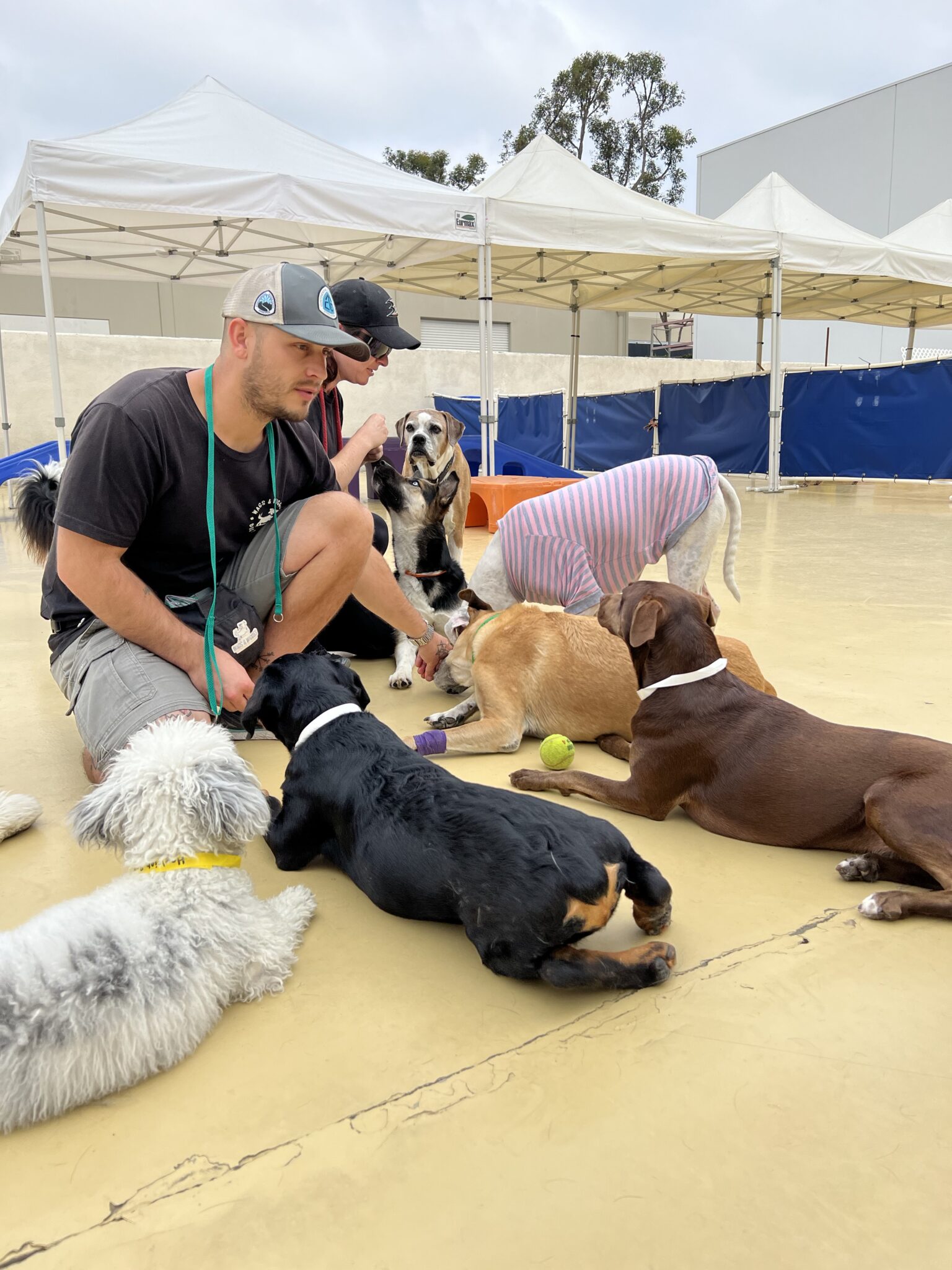 What does "Canine Enrichment" mean? Wags & Wiggles