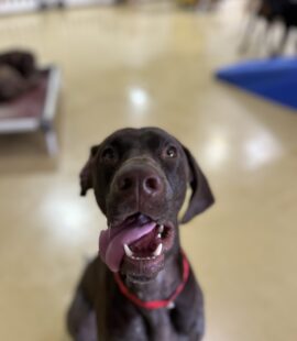 german shorthaired pointer